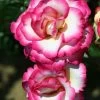 Pink Climbing Rose 'Handel' 4Ltr Pot -Gardenia Shop 5011622202357