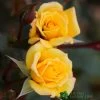 Whartons 'Laura Ford' Yellow Climbing Rose 4Ltr Pot -Gardenia Shop 5011622202395