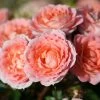 Whartons 'Flower Power' Peach Patio Rose 3Ltr -Gardenia Shop 5011622202715 0de592ec 1913 4c15 86d7 ea81c9704953
