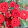Red Patio Rose 'Scarlet' 3Ltr Pot