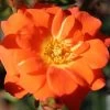 Whartons 'Sunseeker' Orange Patio Rose Plant 3Ltr Pot -Gardenia Shop 5011622202937