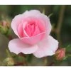 Pink Shrub Rose 'Bonica' 4Ltr Pot -Gardenia Shop 5011622203828