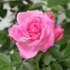 Whartons 'Carefree Days' Pink Patio Rose 3Ltr Pot -Gardenia Shop 5011622204320 c348a09c 6519 482d 8cf0 071643869dff