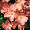 Whartons 'Coral' Carpet Rose Plant 3Ltr -Gardenia Shop 5011622206492