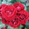 Red Patio Rose 'Sweet Wishes' 3Ltr Pot -Gardenia Shop 5011622209240