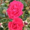 Whartons 'Ruby' Carpet Rose Plant 3Ltr -Gardenia Shop 5011622210260