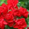 Flower Carpet Scarlet Rose 3 Ltr 2 Flower Carpet Scarlet Rose 3 Ltr -Gardenia Shop 5011622210482