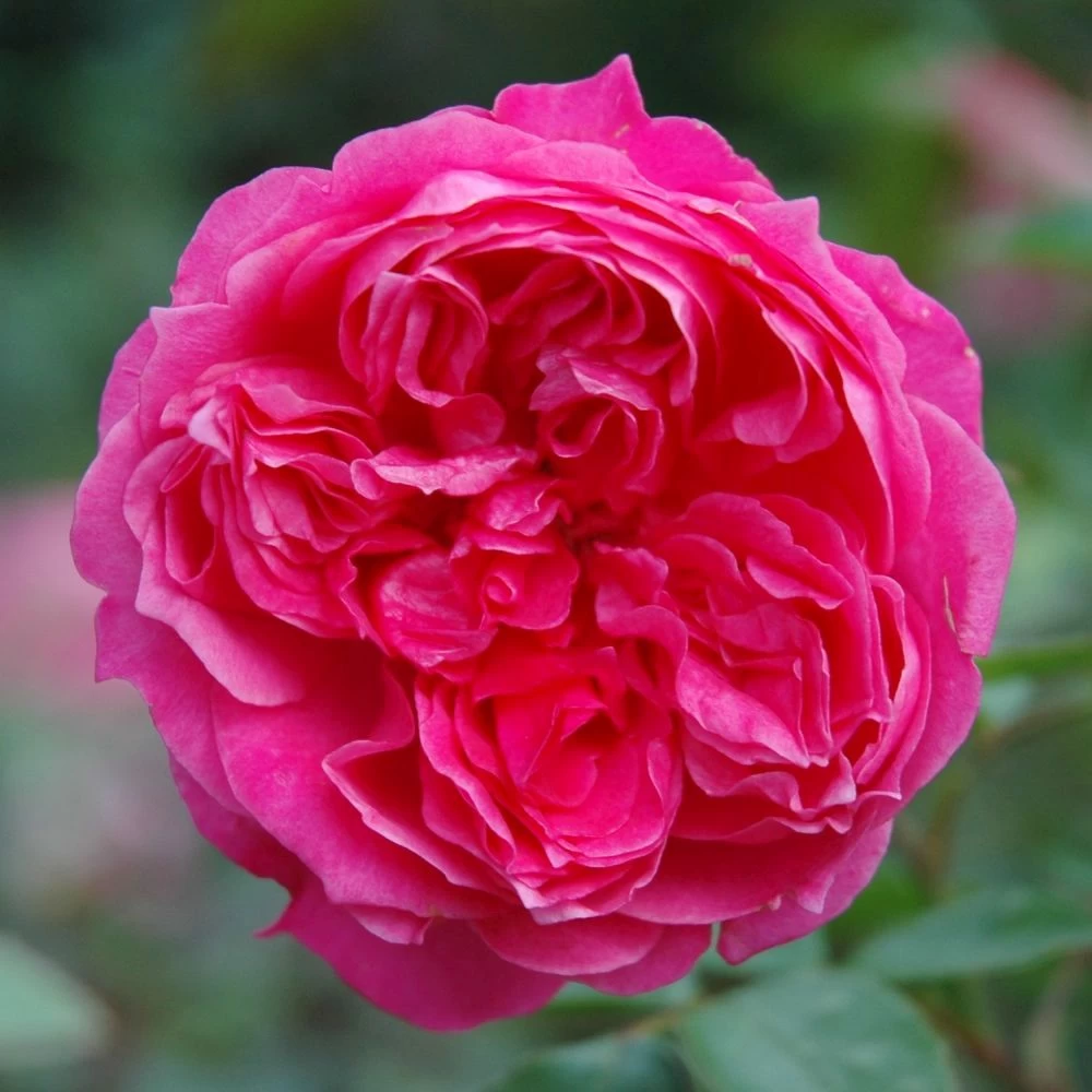 Pink Shrub Rose 'Ivor's Rose' 4Ltr Pot 3 Pink Shrub Rose 'Ivor's Rose' 4Ltr Pot