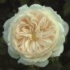 Cream Shrub Rose 'Macmillan Nurse' 4Ltr Pot -Gardenia Shop 5011622212998