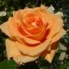 Orange Shrub Rose 'Raymond Carver' 4Ltr Pot 1 Orange Shrub Rose 'Raymond Carver' 4Ltr Pot -Gardenia Shop 5011622213018