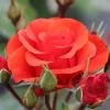 Whartons 'Precious Love' Standard Red Rose Plant 7.5Ltr Pot -Gardenia Shop 5011622214442
