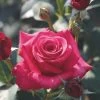 Whartons 'Timeless Charisma' Hybrid Tea Red Bush Rose Plant 3Ltr Pot -Gardenia Shop 5011622214725