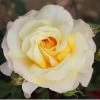 Cream Hybrid Tea Rose 'Sunny Sky' 3Ltr Pot -Gardenia Shop 5011622214732