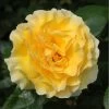 Yellow Shrub Rose 'Grosvenor House' 4Ltr Pot -Gardenia Shop 5011622214848