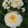 Cream Shrub Rose 'Queens Jubilee' 4Ltr Pot -Gardenia Shop 5011622214855