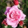 Whartons 'Timeless Pink' Bush Rose 4Ltr Pot 1 Whartons 'Timeless Pink' Bush Rose 4Ltr Pot -Gardenia Shop 5011622216033