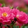 Whartons 'Flower Carpet Pink' Climbing Rose 4Ltr Pot -Gardenia Shop 5011622216064