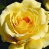 Yellow Climbing Rose 'Sommergold' 4Ltr Pot 2 Yellow Climbing Rose 'Sommergold' 4Ltr Pot -Gardenia Shop 5011622216088