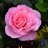 Pink Shrub Rose 'Pearl Of St. Lukes' 4Ltr Pot -Gardenia Shop 5011622219706