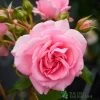 Pink Climbing Rose 'Mamma Mia Courtyard' 3Ltr Pot -Gardenia Shop 5011622220184