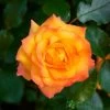 Orange Climbing Rose 'Redova Courtyard' 4Ltr Pot -Gardenia Shop 5011622220214