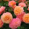 Whartons 'Peach Melba' Peach Climbing Rose 3Ltr Pot 2 Whartons 'Peach Melba' Peach Climbing Rose 3Ltr Pot -Gardenia Shop 5011622220238