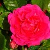 Pink Climbing Rose 'Pasillo Courtyard' 3Ltr Pot -Gardenia Shop 5011622220641