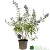 Caryopteris X Clandonensis 'Kew Blue' 3Ltr Pot -Gardenia Shop 5019756141337