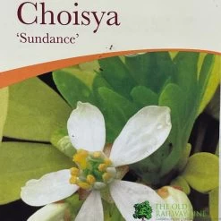 Choisya Ternata 'Sundance' Mexican Orange Blossom Plant 3Ltr Pot -Gardenia Shop 5019756149760 2