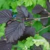 Corylus Maxima 'Purpurea' Filbert Tree 7.5Ltr Pot -Gardenia Shop 5019756158601