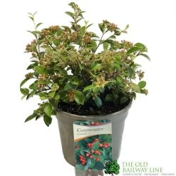 Cotoneaster Franchetii 3Ltr Pot