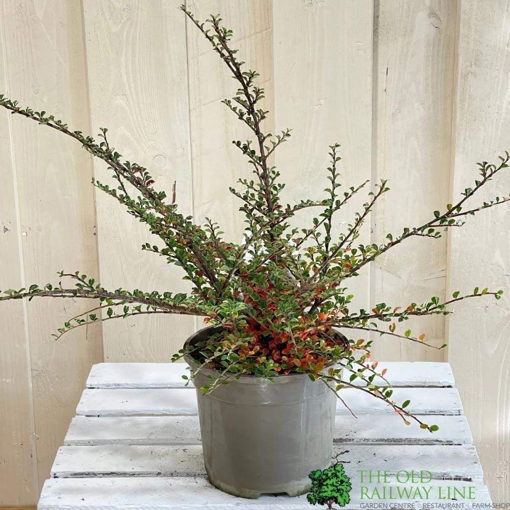 Cotoneaster Horizontalis Plant 3Ltr Pot 4 Cotoneaster Horizontalis Plant 3Ltr Pot - Image 2