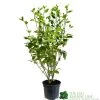 Griselinia Littoralis 3Ltr Pot -Gardenia Shop 5019756190328