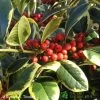 Ilex 'Golden King' Holly Plant 3Ltr Pot
