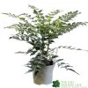 Mahonia 'Charity' Plant 3Ltr Pot -Gardenia Shop 5019756219425