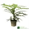 Mahonia 'Winter Sun' Plant 3Ltr Pot 2 Mahonia 'Winter Sun' Plant 3Ltr Pot -Gardenia Shop 5019756219593