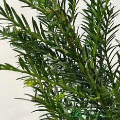 Taxus Baccata Common Yew Plant 2 Ltr -Gardenia Shop 5019756374452 2