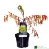 Rhus Typhina 'Tiger Eyes' 3Ltr Pot (NL) 1 Rhus Typhina 'Tiger Eyes' 3Ltr Pot (NL) -Gardenia Shop 5019756405453