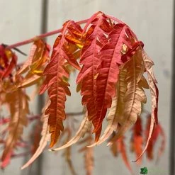 Rhus Typhina 'Tiger Eyes' 3Ltr Pot (NL) 6 Rhus Typhina 'Tiger Eyes' 3Ltr Pot (NL) -Gardenia Shop 5019756405453 3