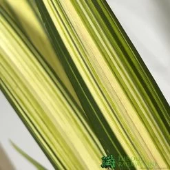 Phormium 'Yellow Wave' Flax 3Ltr Pot -Gardenia Shop 5019756541298 2