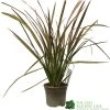 Phormium 'Jester' Flax 3Ltr Pot 2 Phormium 'Jester' Flax 3Ltr Pot -Gardenia Shop 5019756670905