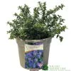 Ceanothus 'Blue Mound' Californian Lilac 3Ltr Pot -Gardenia Shop 5019756678222 a8b772e1 2401 4a7b 840f 47ad9ae8e739