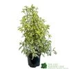 Pittosporum 'Golden King' 3Ltr 1 Pittosporum 'Golden King' 3Ltr -Gardenia Shop 5019756752007
