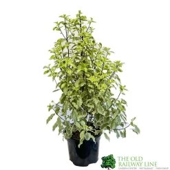 Pittosporum 'Golden King' 3Ltr