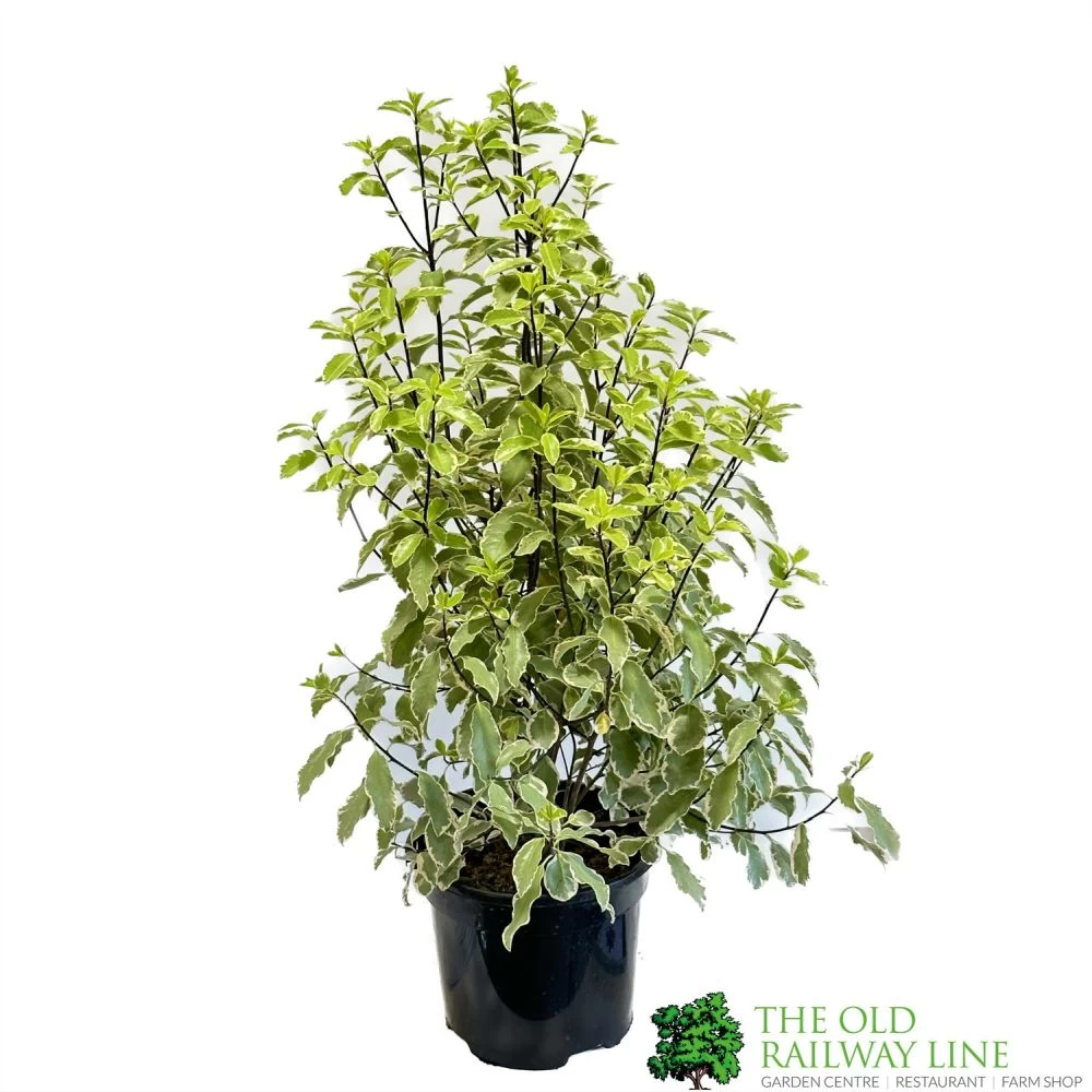 Pittosporum 'Golden King' 3Ltr 3 Pittosporum 'Golden King' 3Ltr