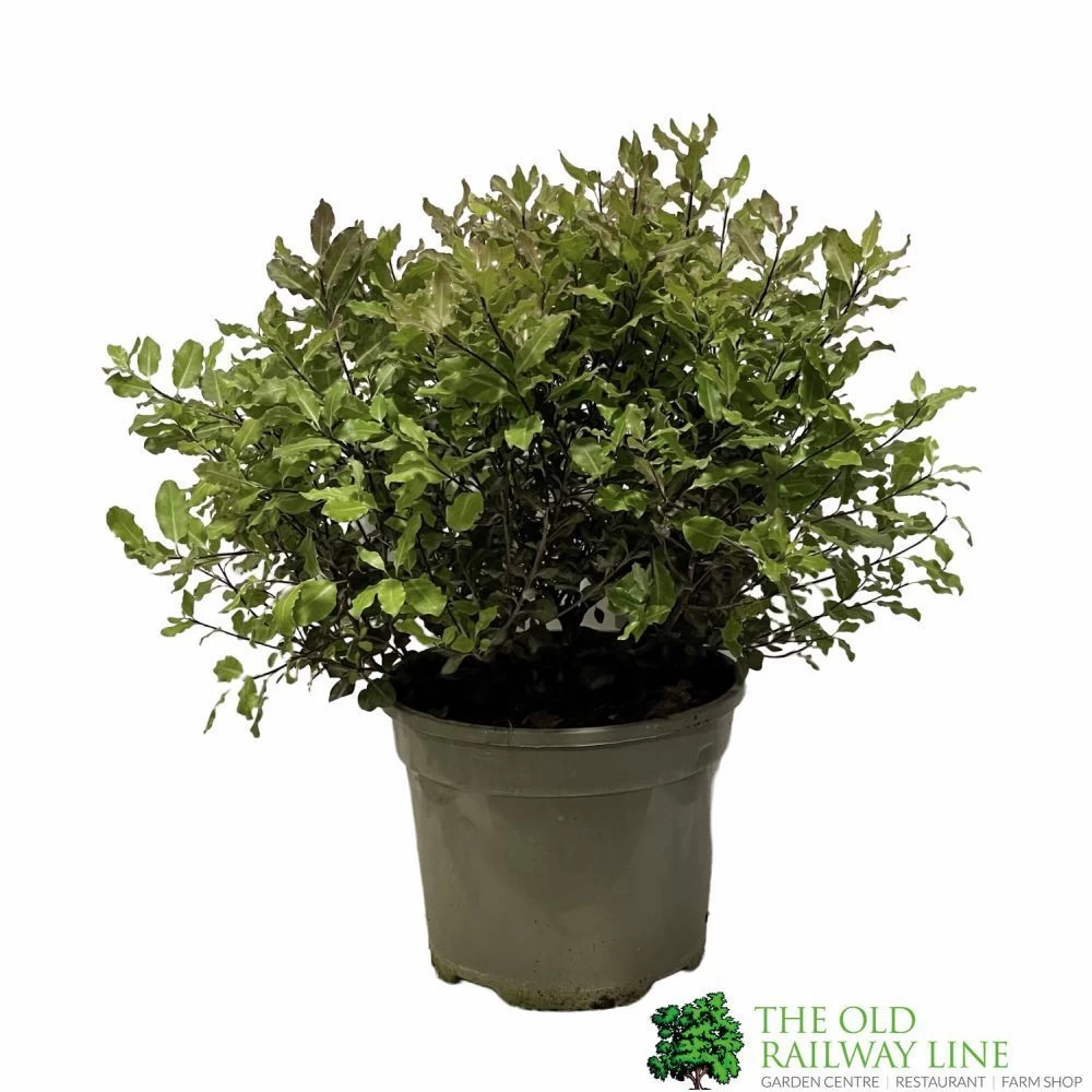 Pittosporum 'Tom Thumb' Plant 3Ltr Pot 3 Pittosporum 'Tom Thumb' Plant 3Ltr Pot