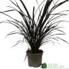 Phormium 'Platts Black' Flax 3Ltr Pot 2 Phormium 'Platts Black' Flax 3Ltr Pot -Gardenia Shop 5019756893489