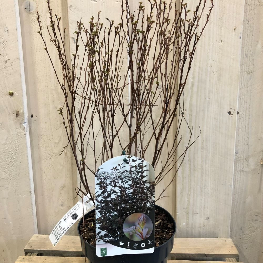 Physocarpus Opulifolius 'Little Joker' Ninebark Plant 3Ltr Pot 4 Physocarpus Opulifolius 'Little Joker' Ninebark Plant 3Ltr Pot - Image 2