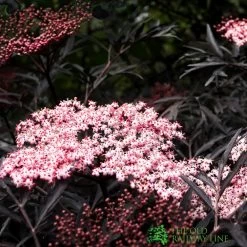 Sambucus Nigra 'Black Lace' Plant 3Ltr -Gardenia Shop 5019756992175 2