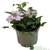 Clematis 'Filigree' Climbing Plant 2Ltr Pot -Gardenia Shop 5019801001760